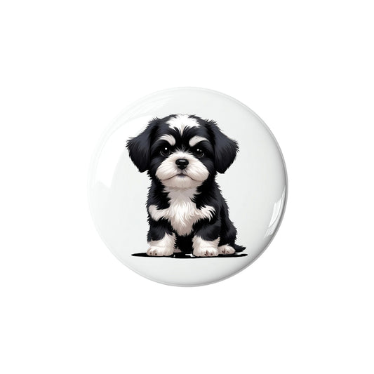 Shih Tzu